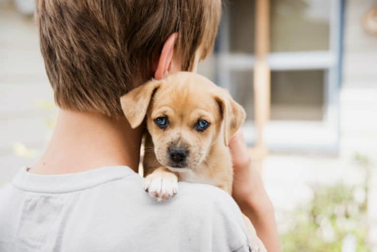 Tudo Sobre A Adapta O De Cachorro Adotado Adote