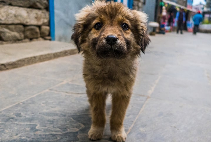 cachorro de rua