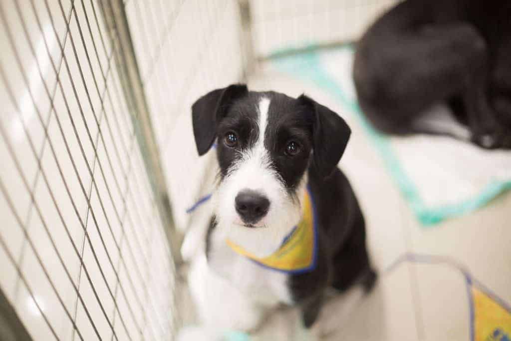 cachorro preso em um cercadinho