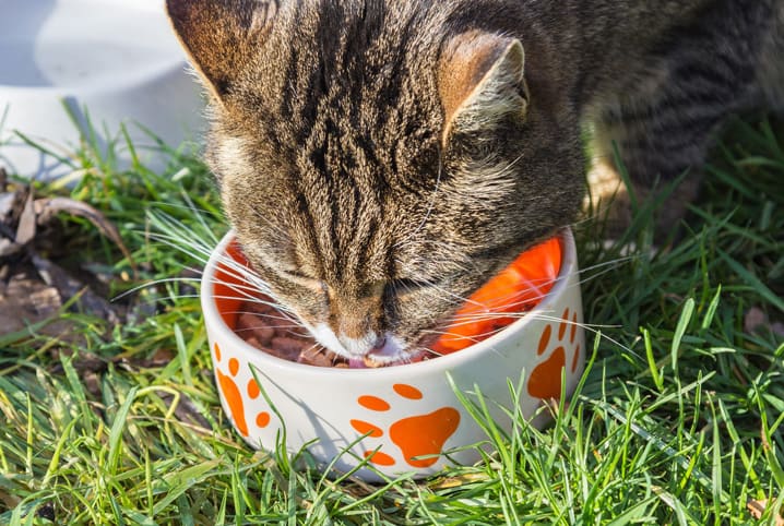 qual a melhor ração para gatos