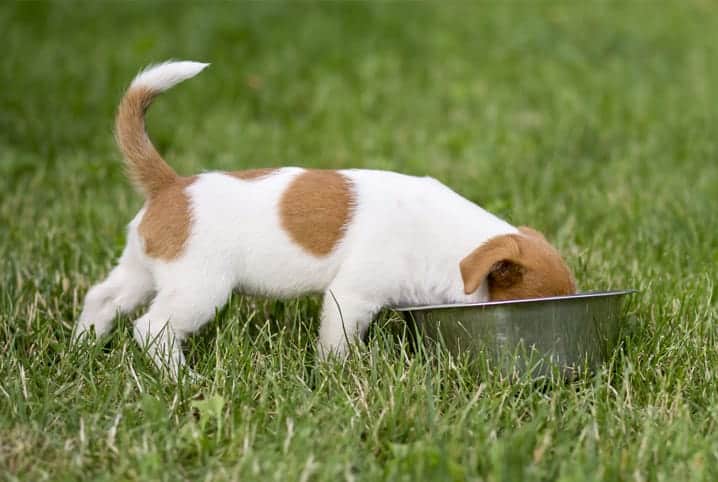 Cachorro filhote comendo no comedouro de alumínio.