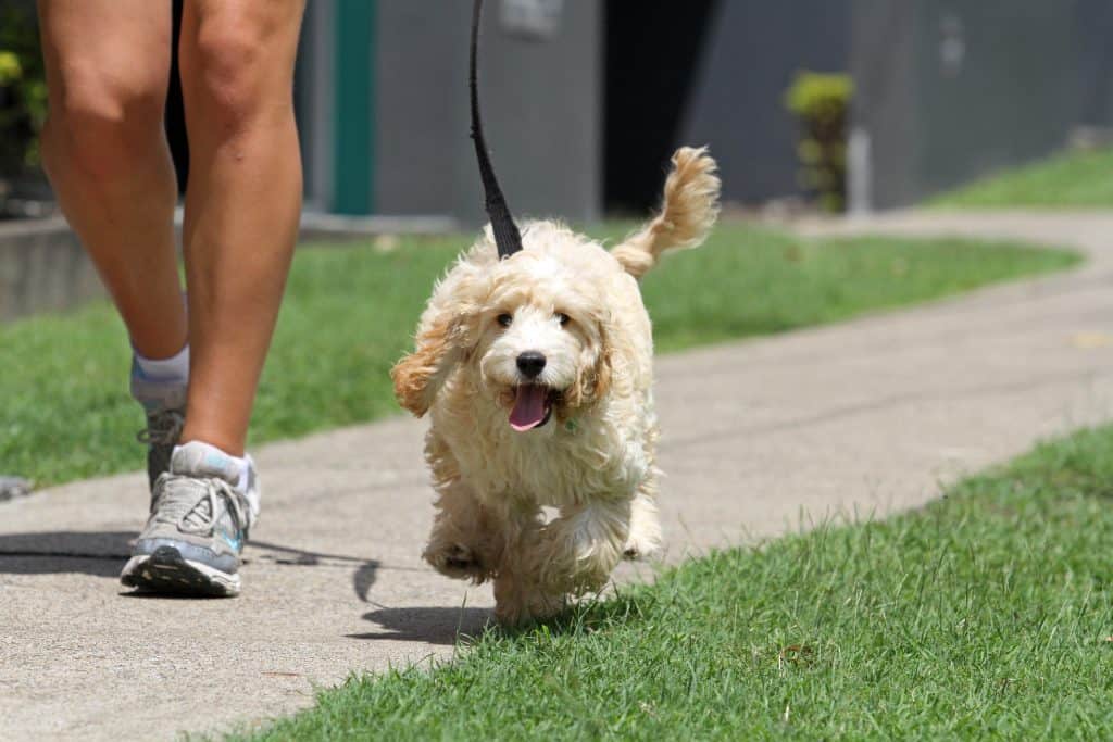 Com quantos meses o cachorro pode passear?