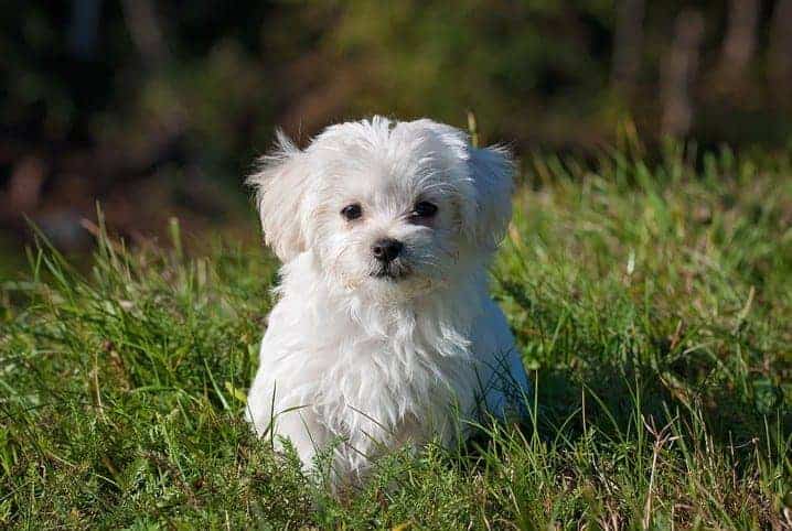 Cachorro da raça maltês sentado na grama.