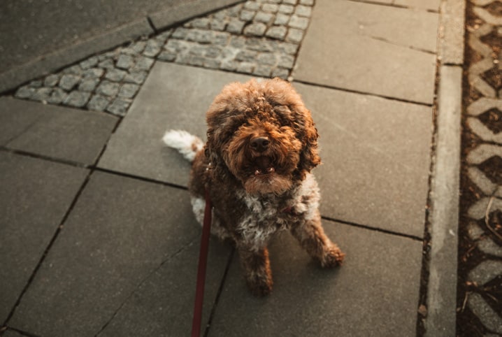 Cachorro poodle com coleira sentado na calçada.